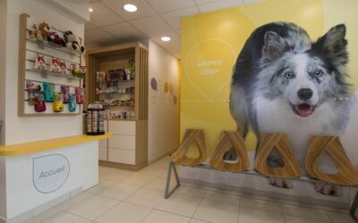 Comment optimiser l’aménagement de clinique vétérinaire à Aix-en-Provence ?