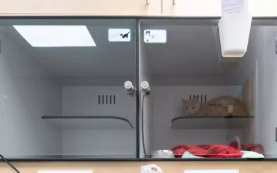Pourquoi choisir une cage d’hospitalisation pour chat à Avignon avec Castany Agencement ?