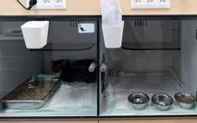 Pourquoi adopter une cage cat friendly à Cannes pour votre clinique vétérinaire ?